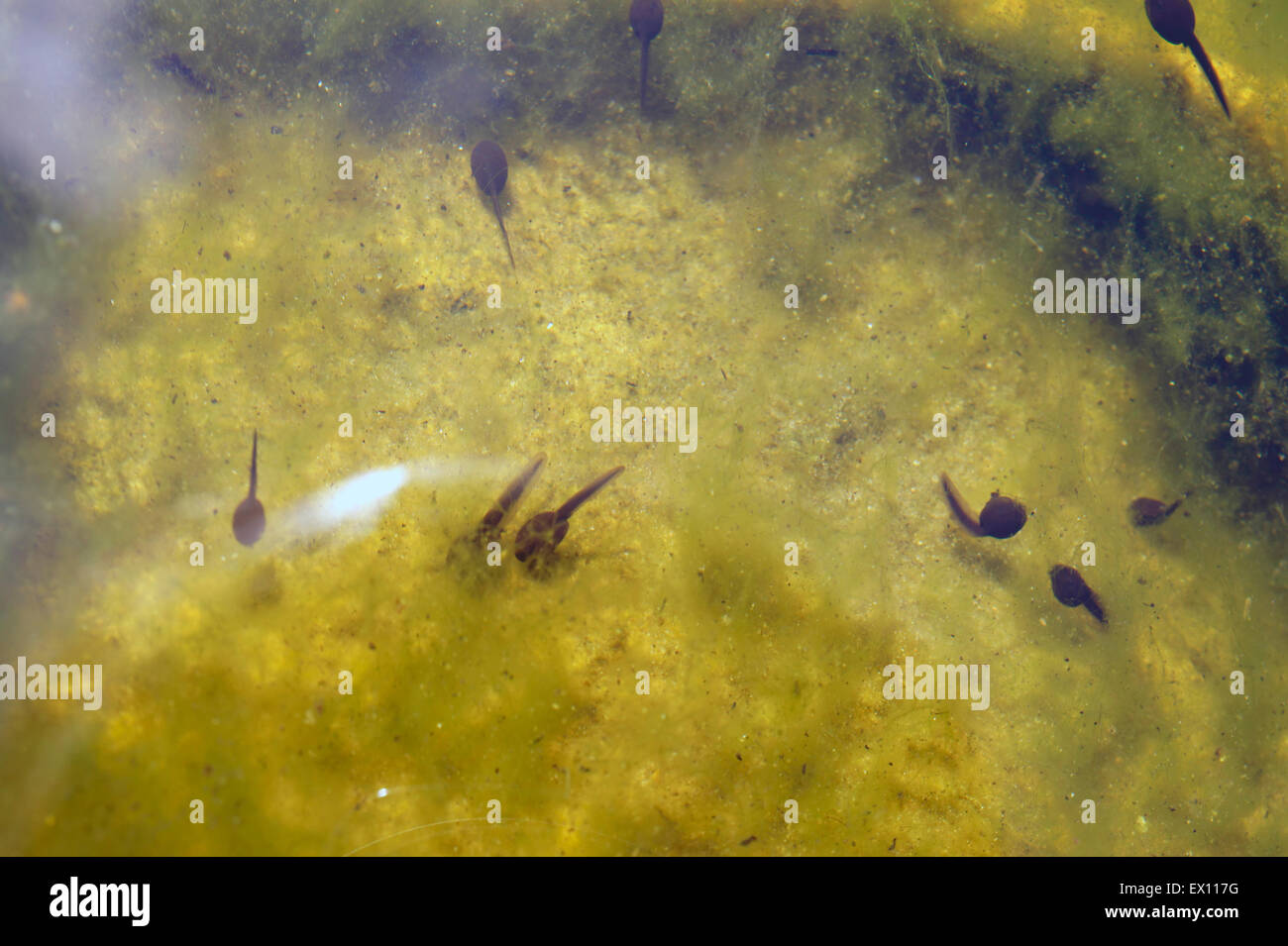 Tadpoles underwater Stock Photo