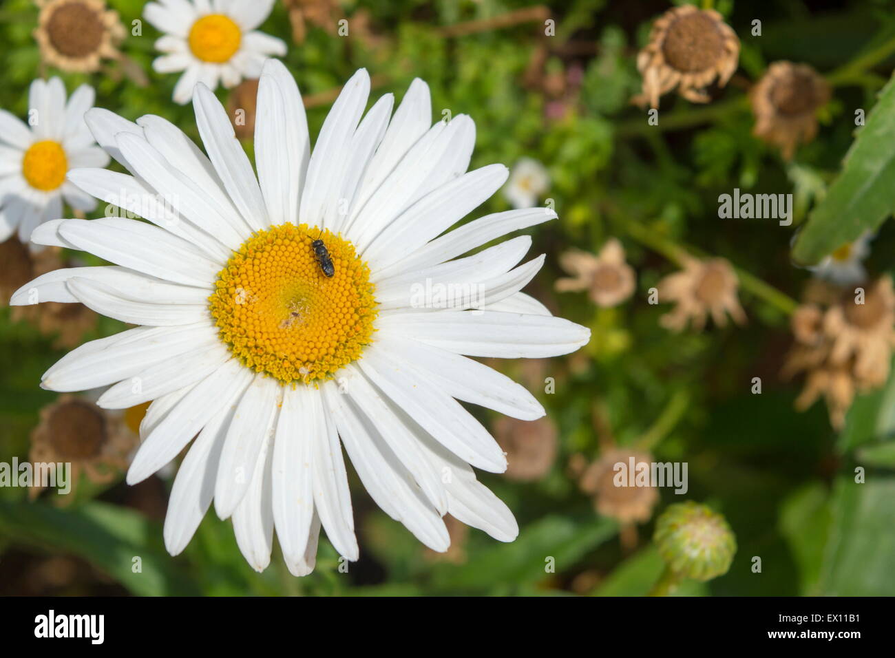 Big daisy flower with bee on it Stock Photo