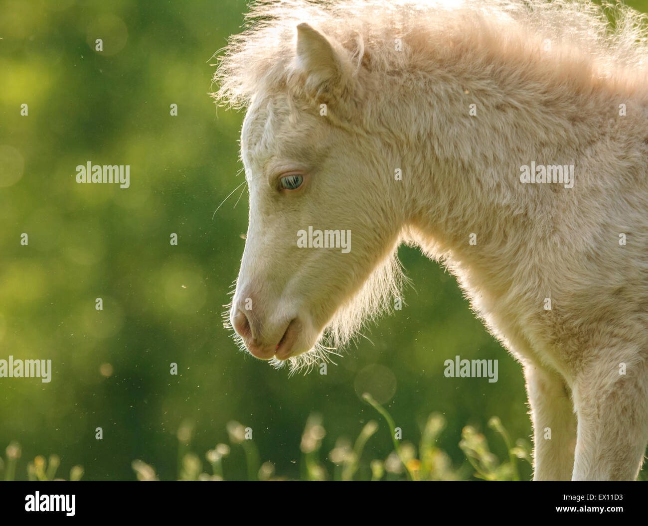 Miniature horse foal hires stock photography and images Alamy