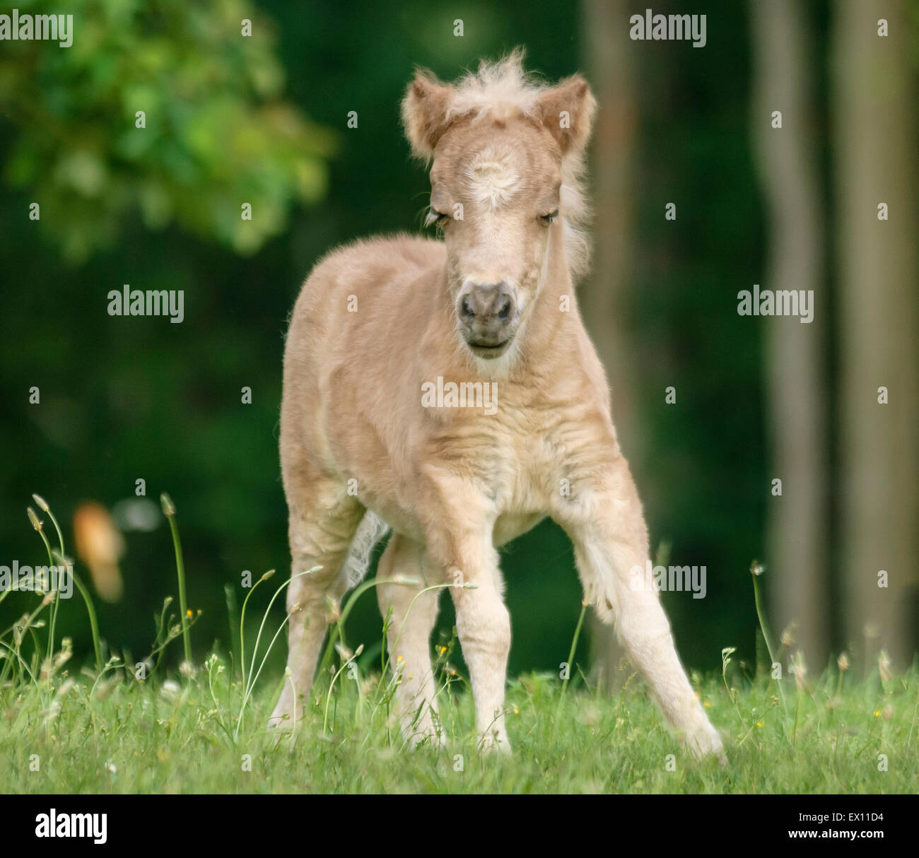 Miniature Horse foal Stock Photo