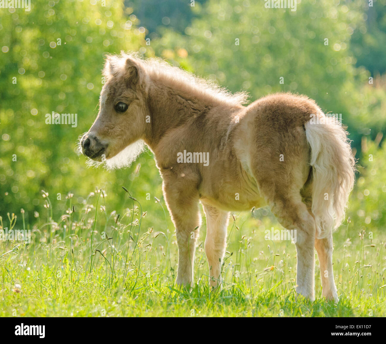 Miniature Horse foal Stock Photo