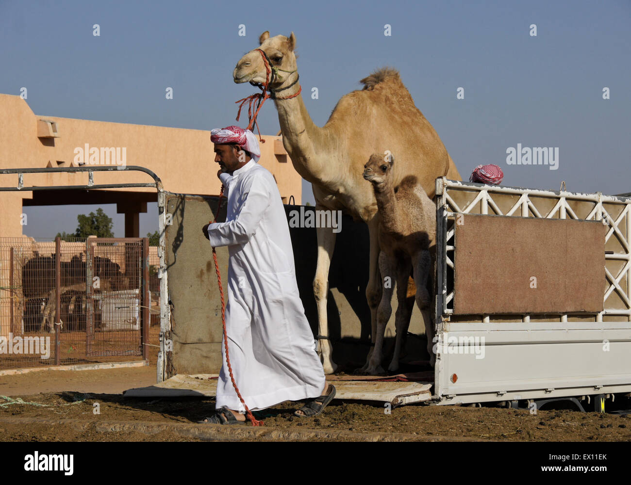 Men unloading camels from truck at camel market, Al-Ain, Abu Dhabi, United Arab Emirates Stock Photo