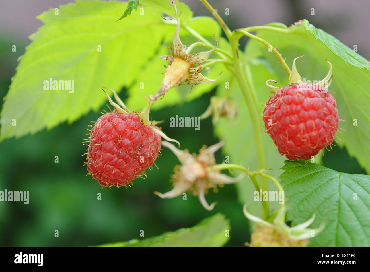 Raspberry tree hires stock photography and images Alamy