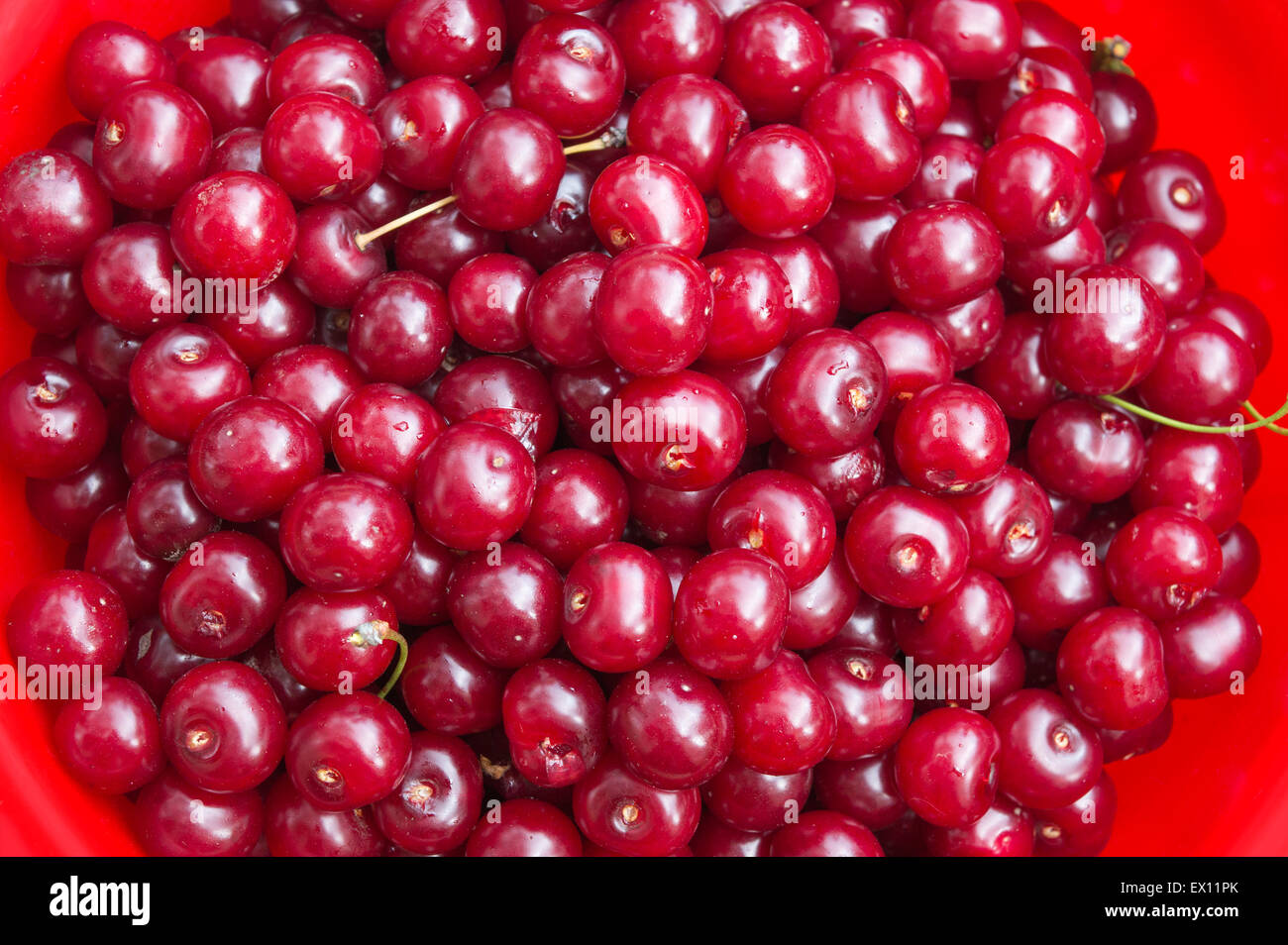 Freshly picked cherries in a bucket Stock Photo Alamy