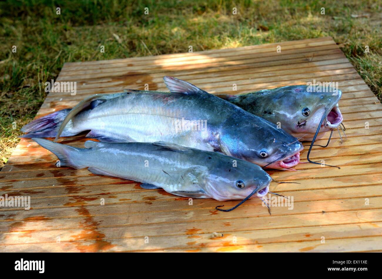 Three Catfish caught in Lake Guntersville, Alabama, USA Stock Photo Alamy