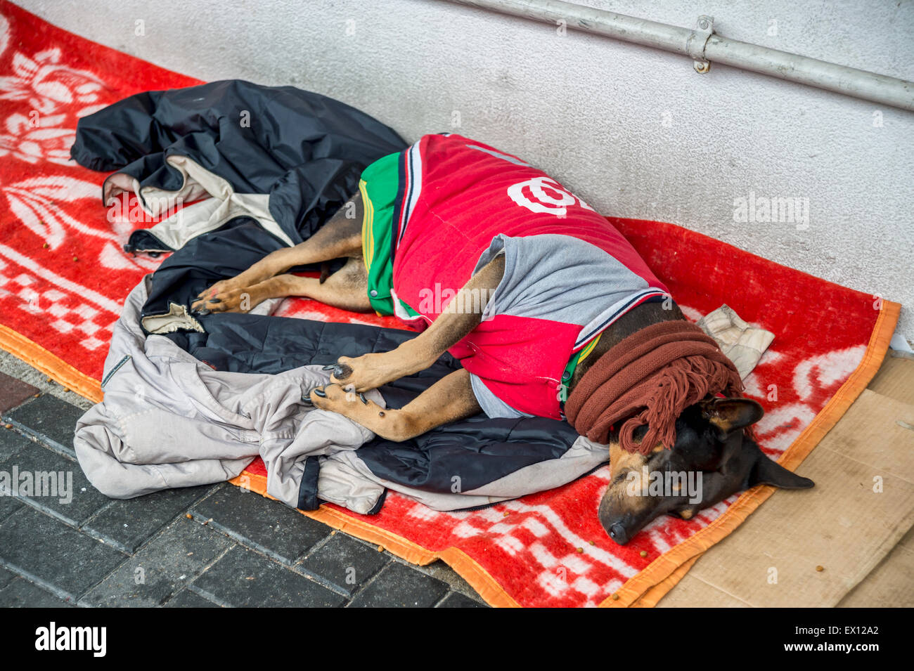 Dog wearing human clothes sleeping on the street Stock Photo