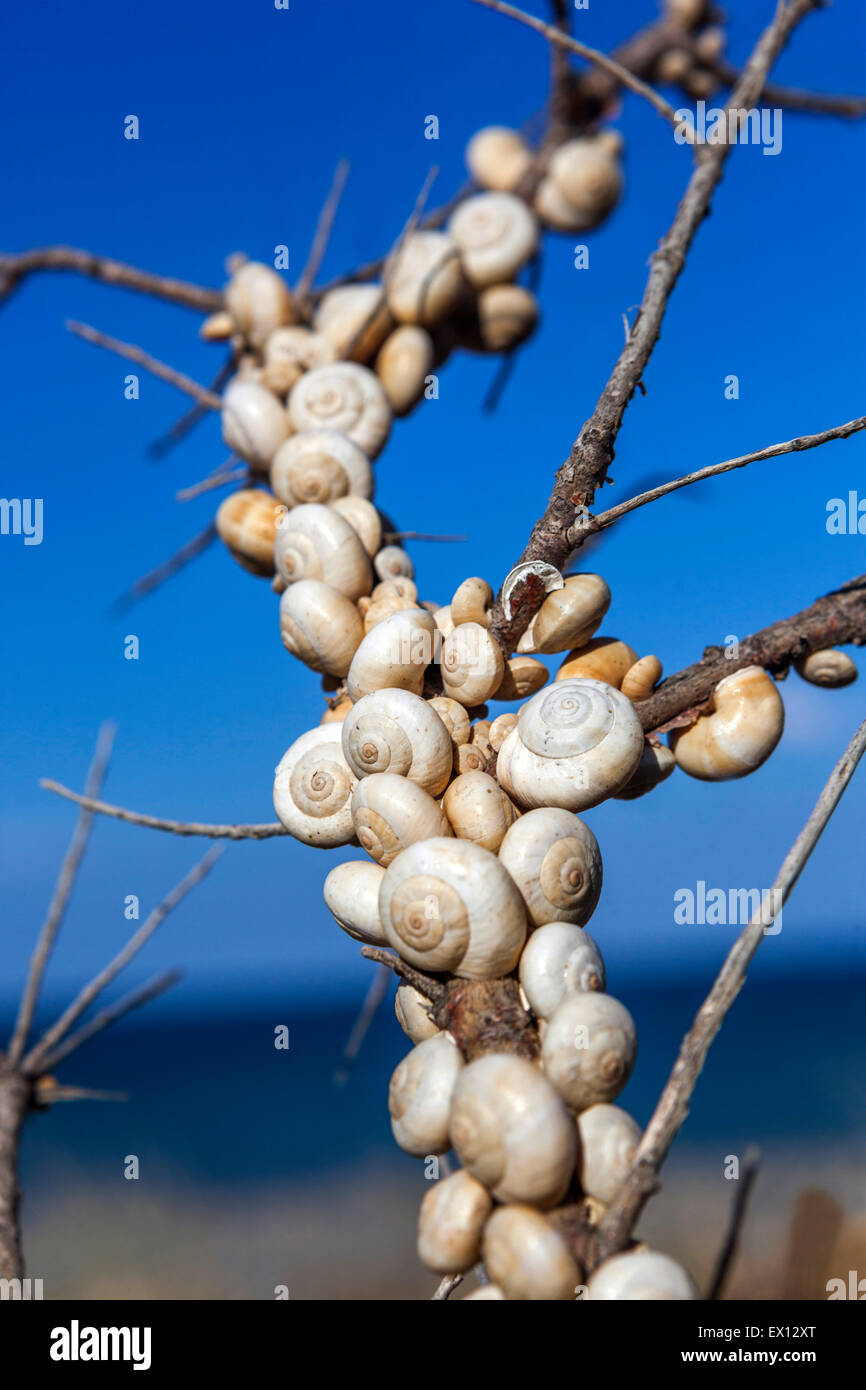 Sandhill snails Theba pisana, Mediterranean snail on a branch bushes, Crete, Greece Stock Photo