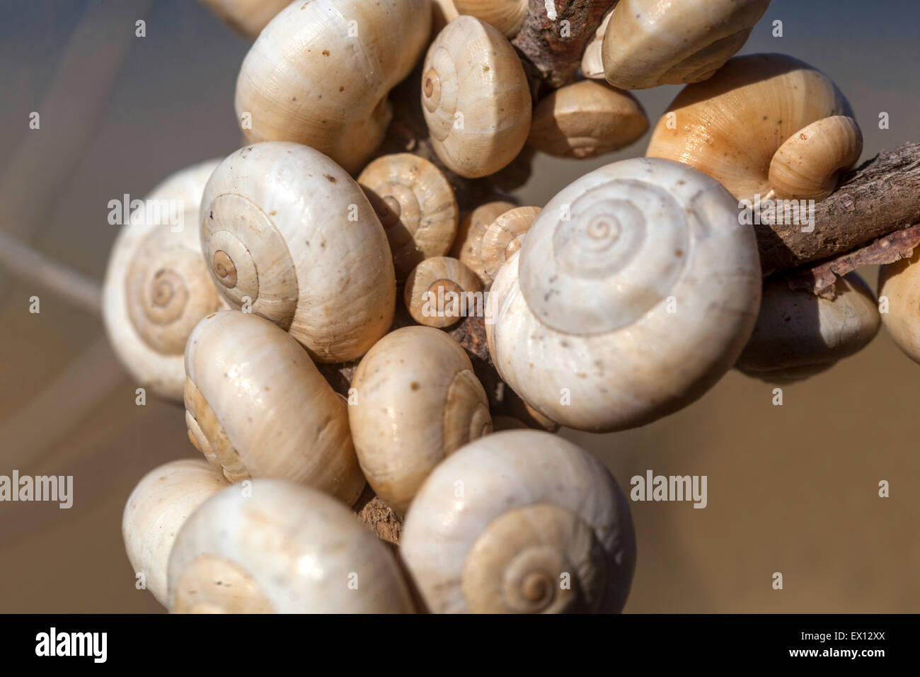 Snail shell close up Theba pisana, Mediterranean snails on a stem bushes, Crete, Greece Stock Photo