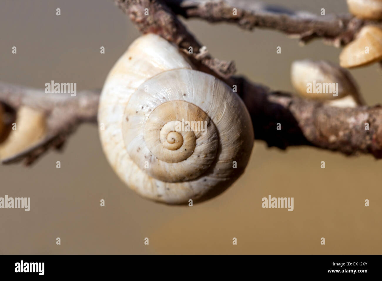 Sandhill snails Theba pisana, Mediterranean snail on a stem Stock Photo