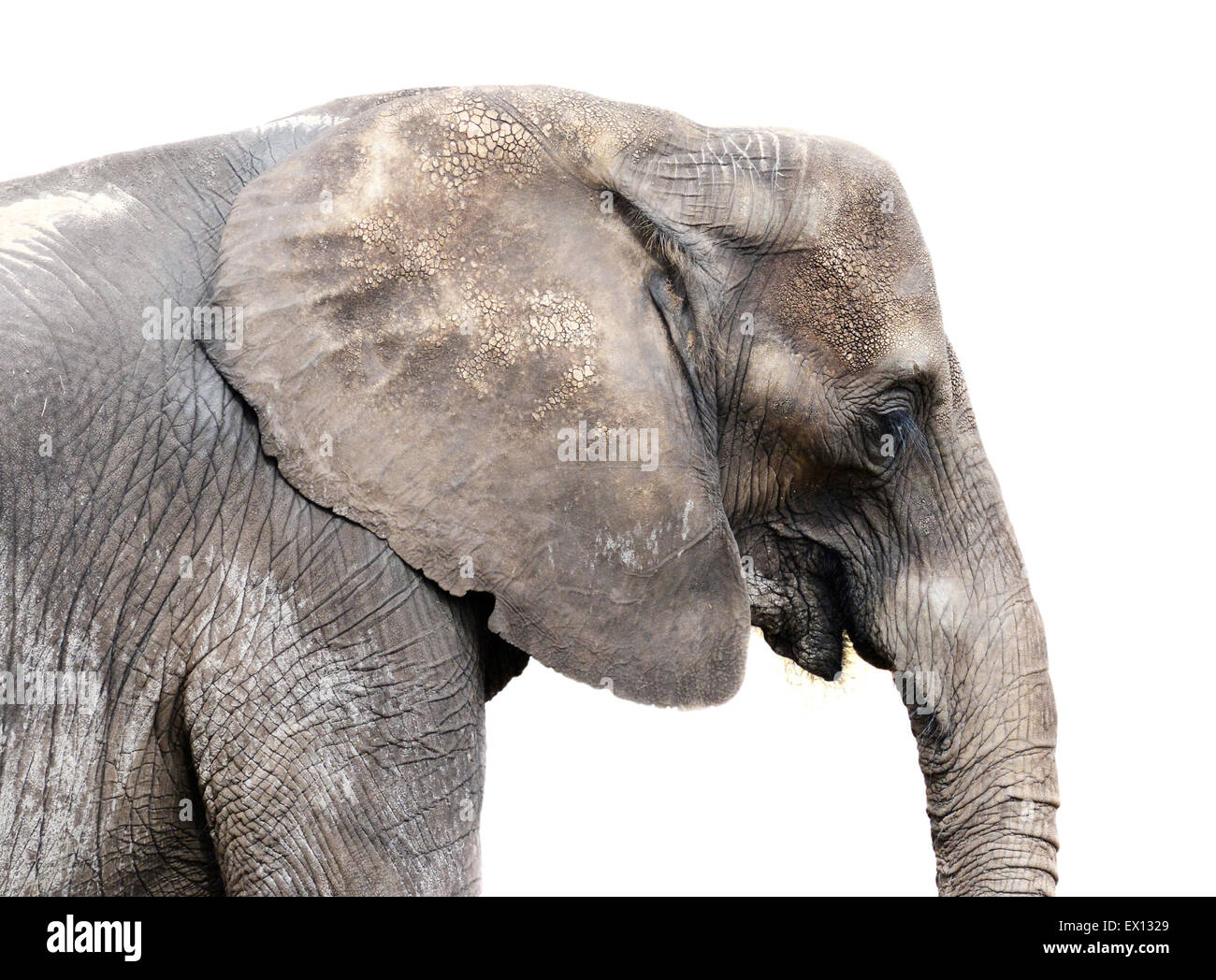Elephant isolated on a white background Stock Photo