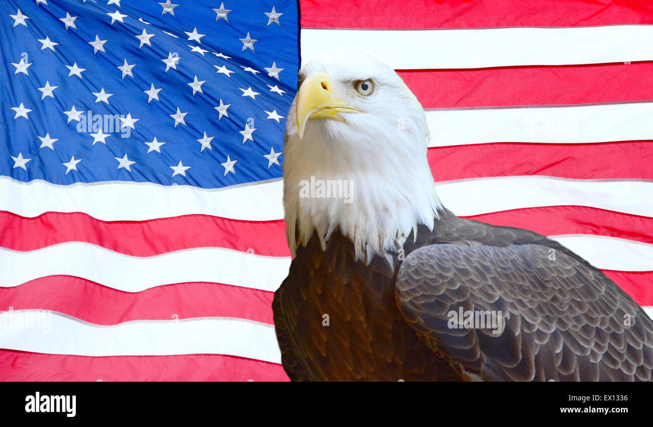 Bald eagle over the flag of the United States Stock Photo