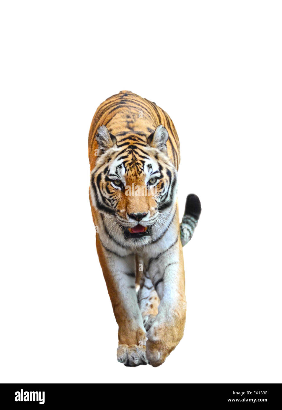 Tiger walking isolated on a white background Stock Photo - Alamy