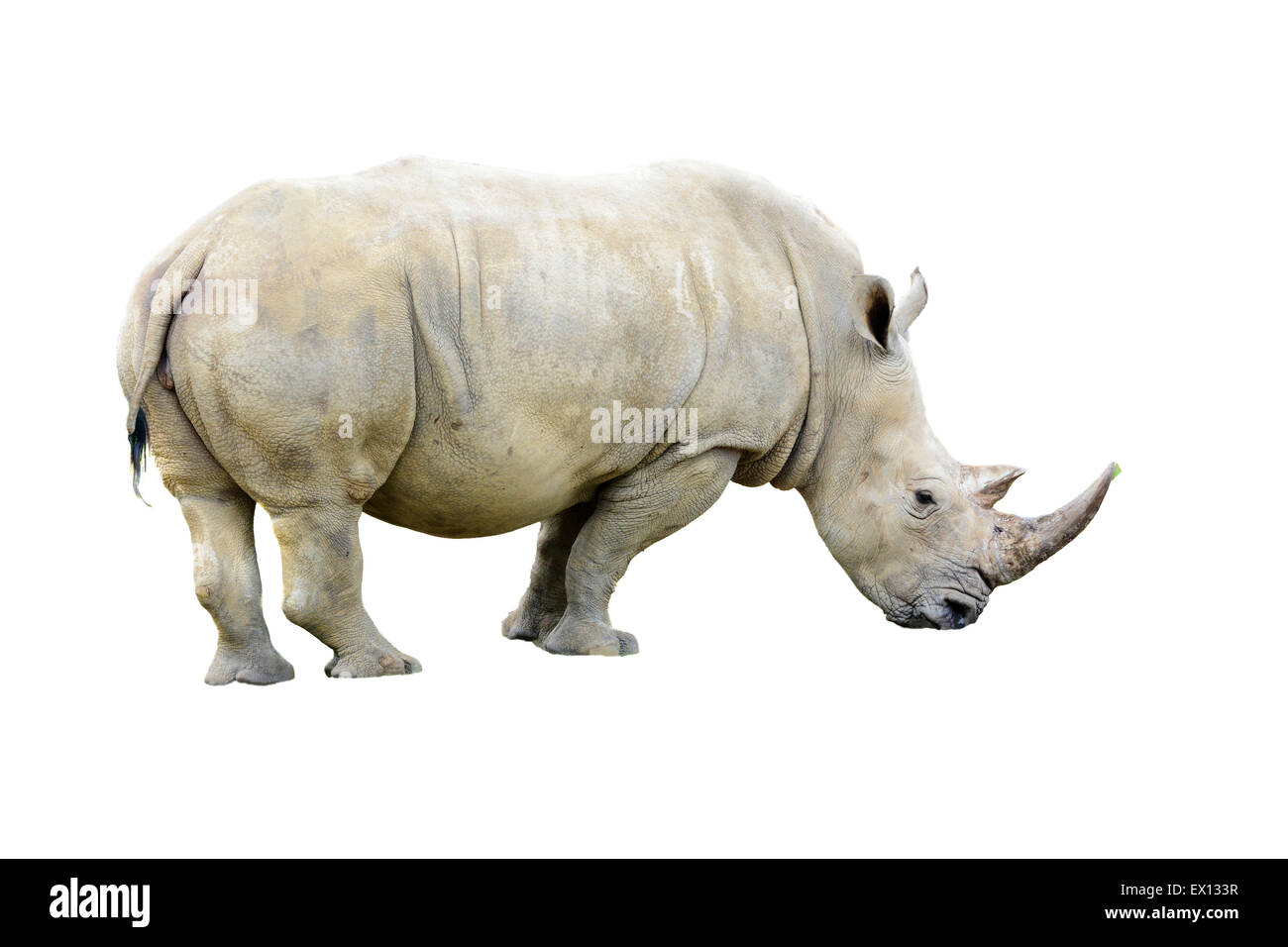 Big white Rhino bull with a nice horn isolated on a white background Stock Photo