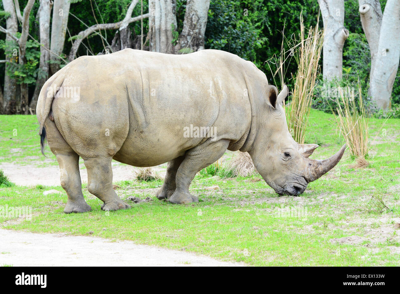 Big white Rhino with a nice horn bull eating grass Stock Photo