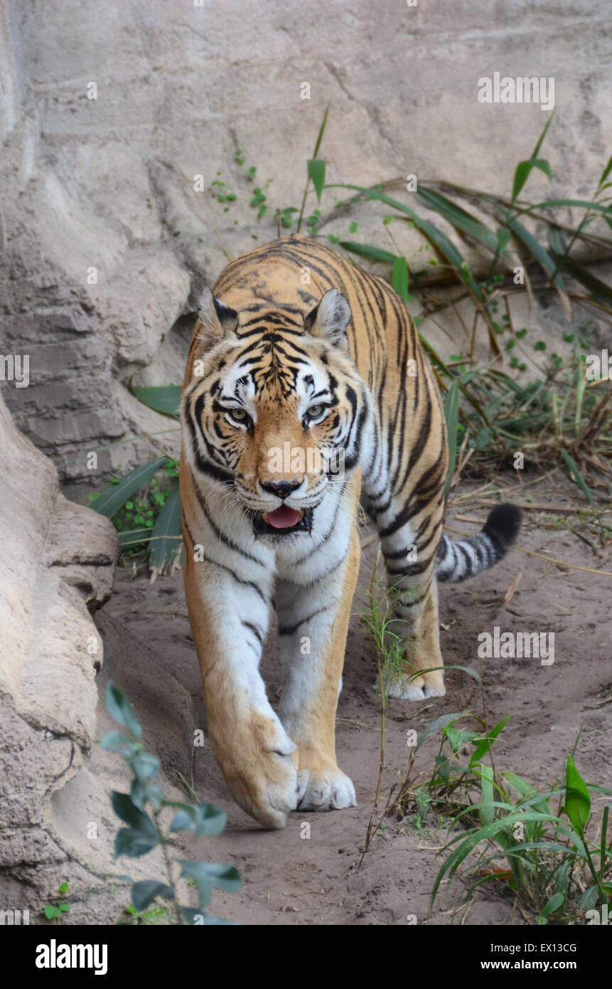 Large female tiger in a zoo Stock Photo