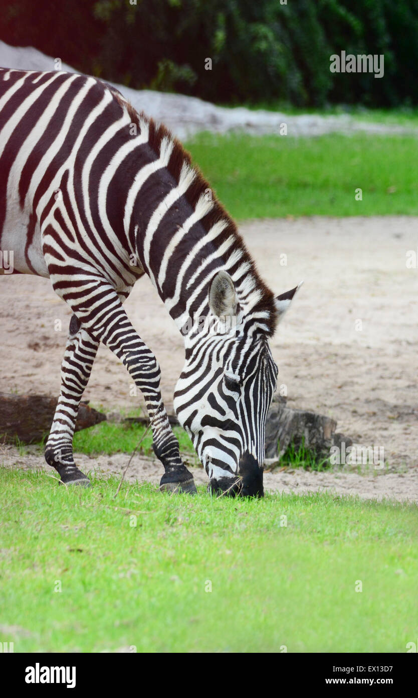 Beautiful Zebra eating grass at a meadow Stock Photo