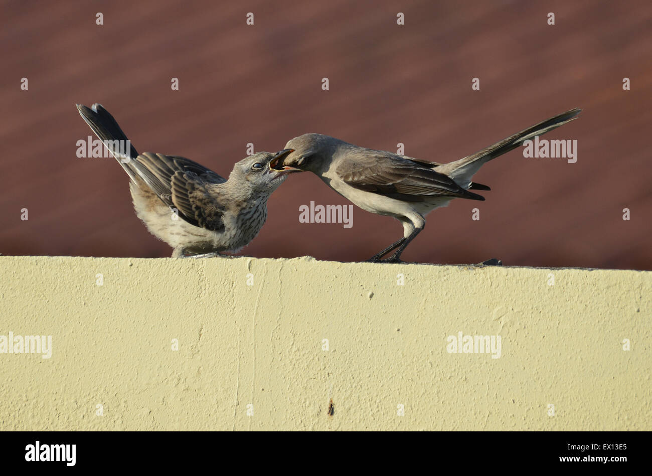 Mother mockingbird feeding a young one Stock Photo