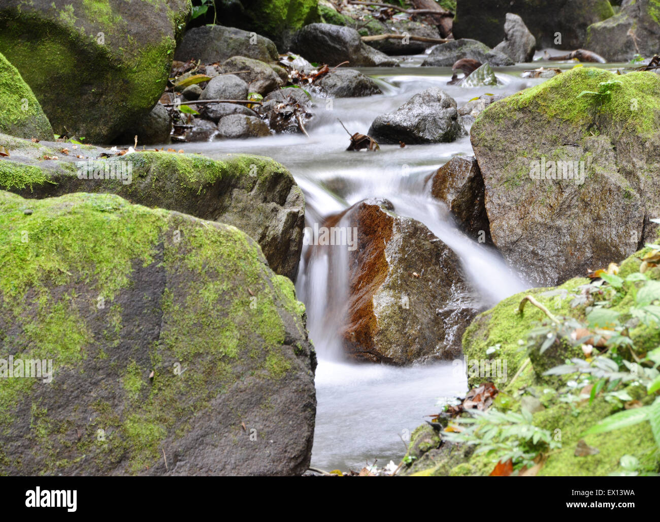 Close up of a rain forest creek showing water movement Stock Photo