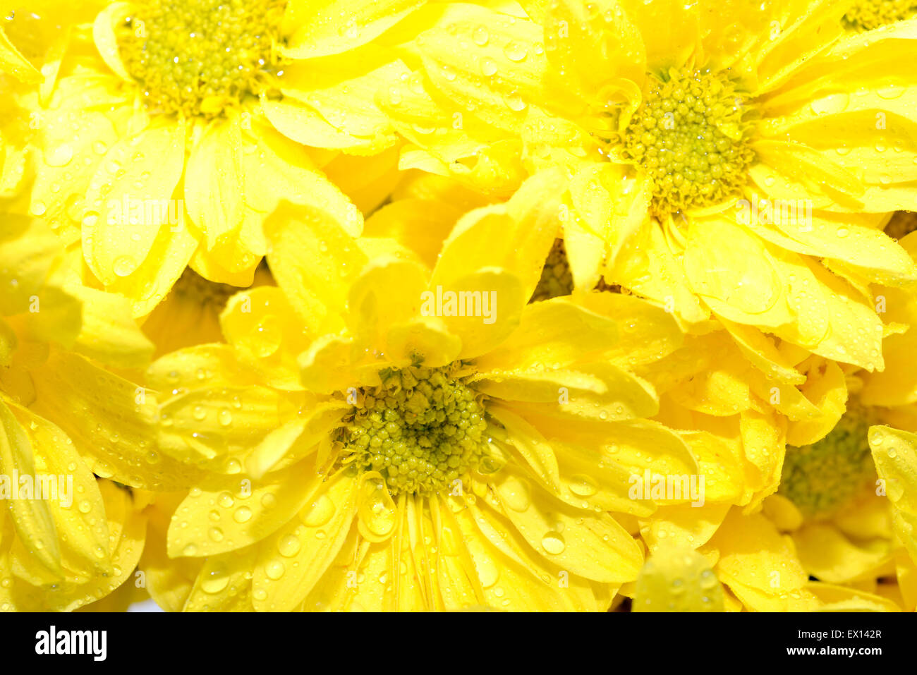 Macro shot of a group of yellow daisies Stock Photo