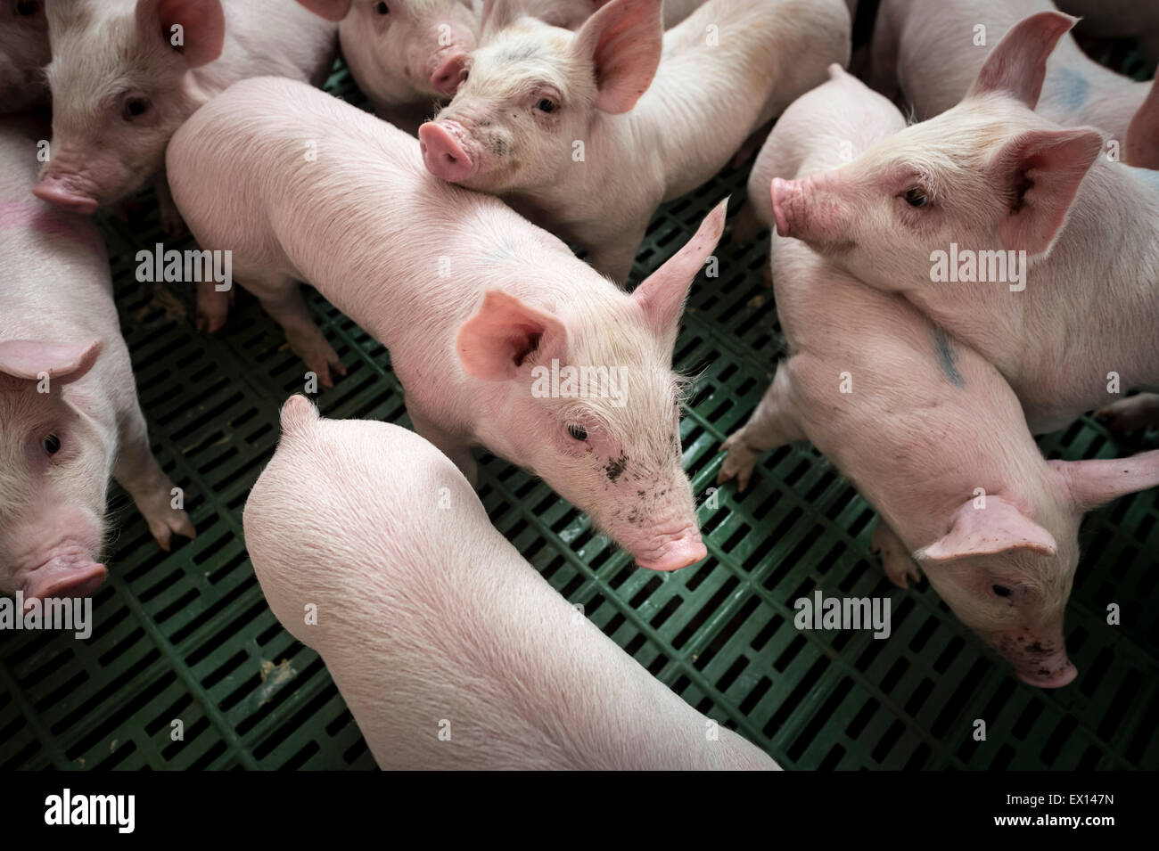 Piglets, high angle view. Stock Photo