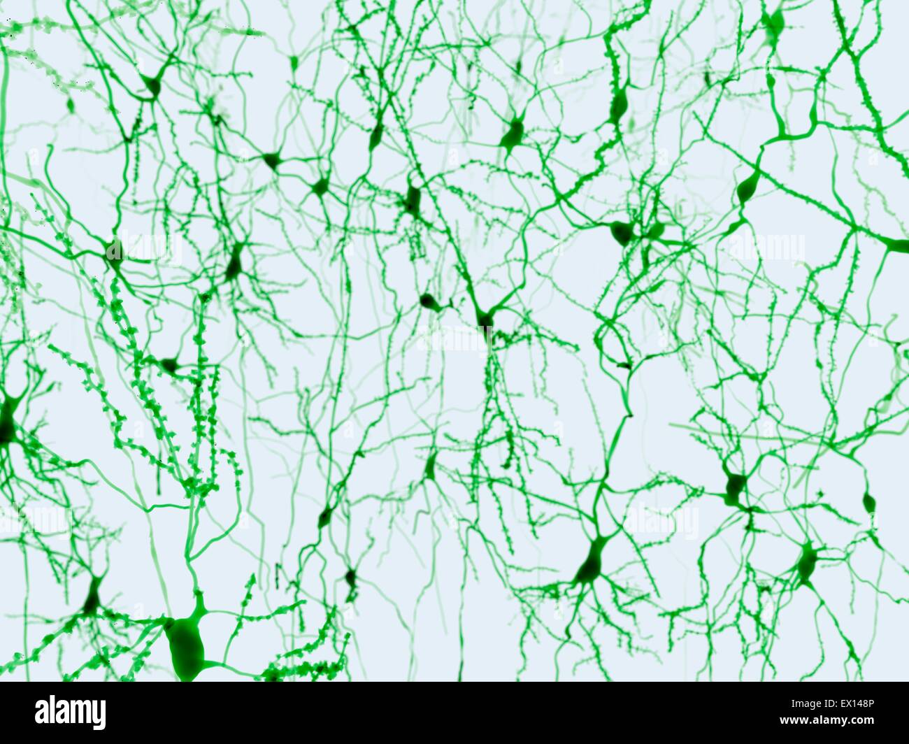 Nerve cells, computer illustration Stock Photo - Alamy