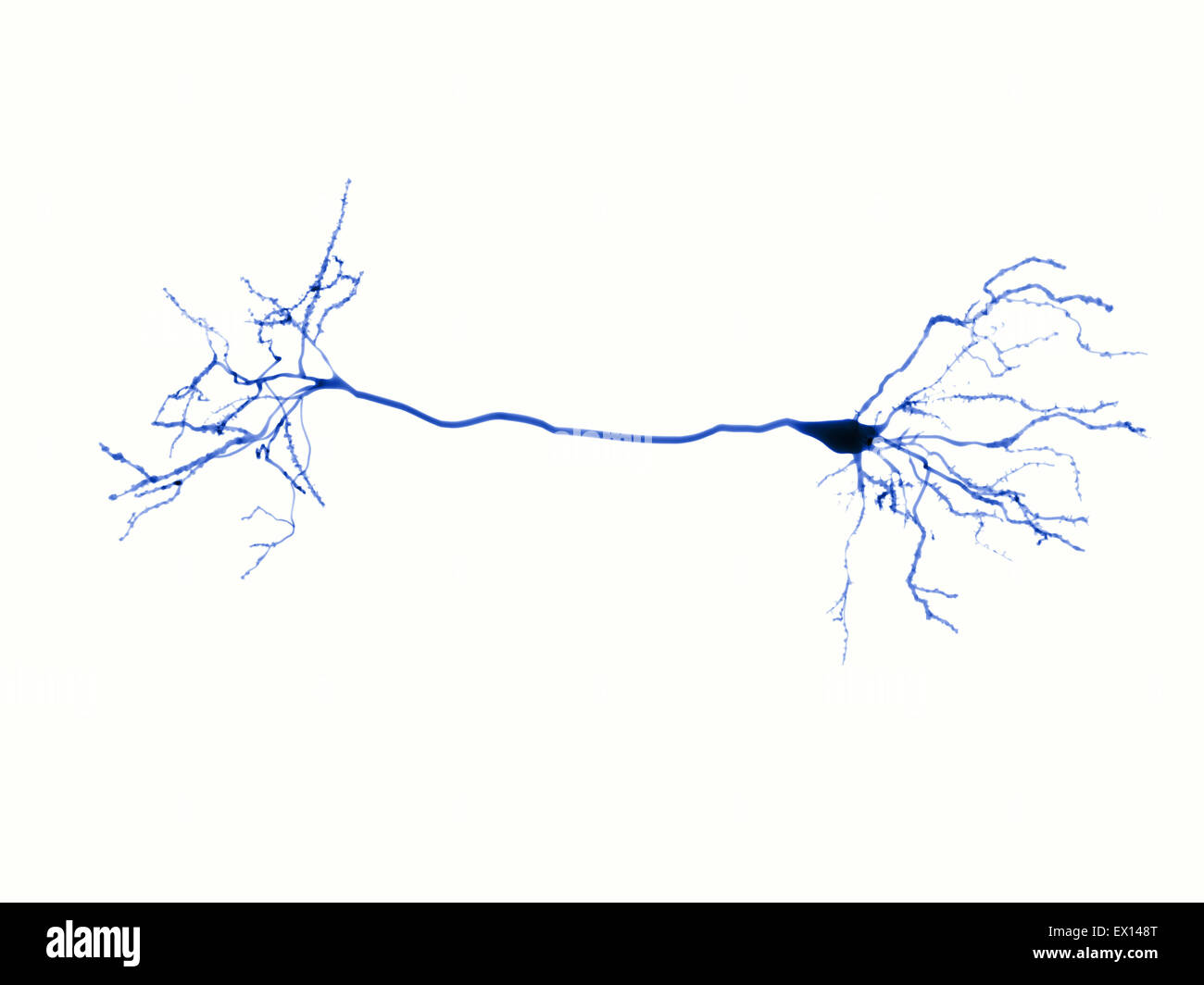 Nerve cells and synapse, computer illustration Stock Photo - Alamy
