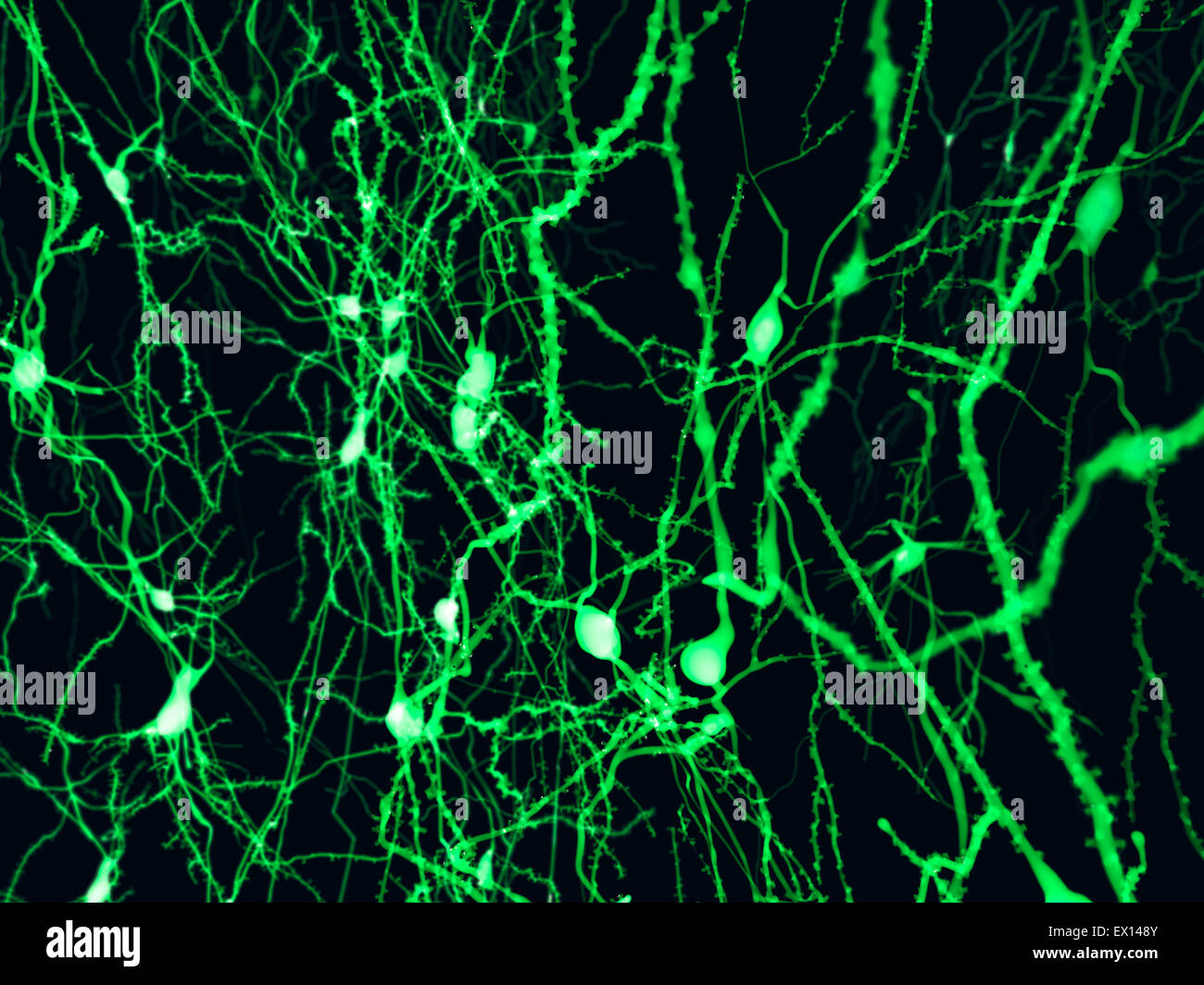 Nerve cells, computer illustration Stock Photo - Alamy