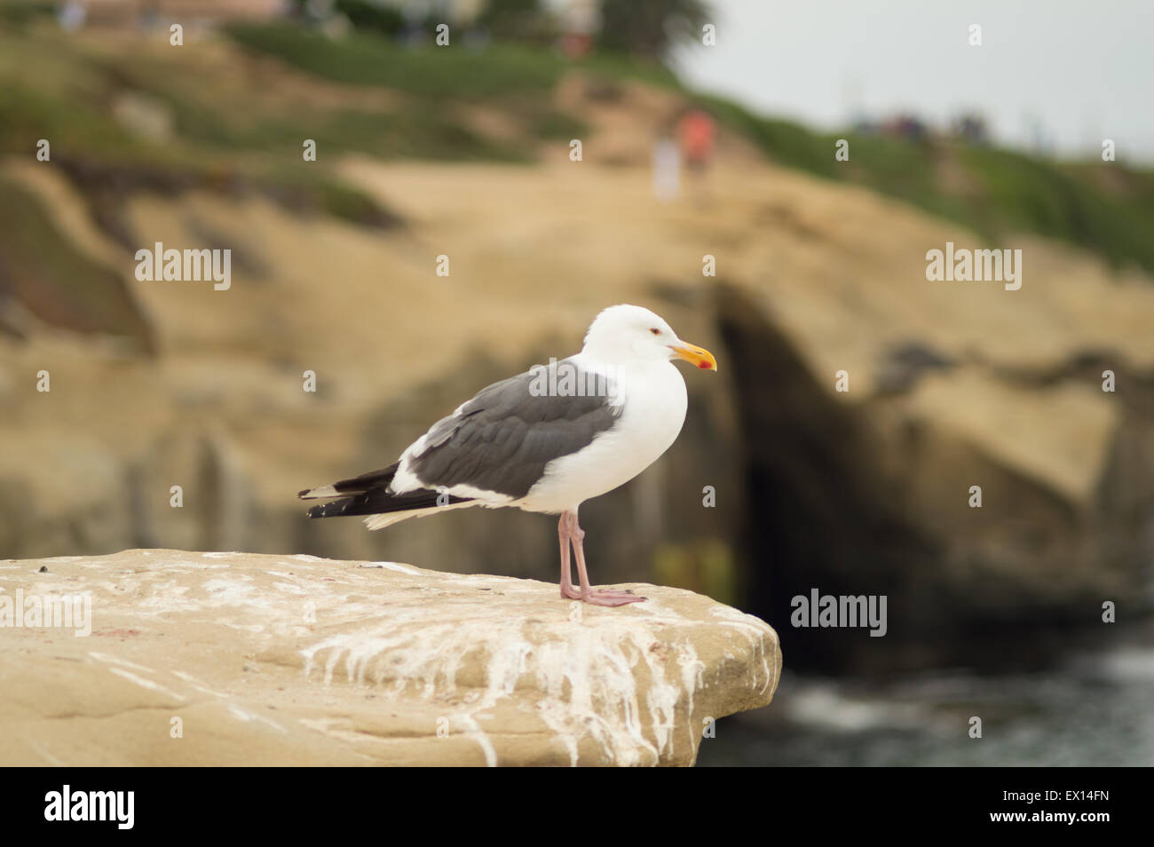 seagull perched on a rocky cliff over the ocean in san diego, california Stock Photo