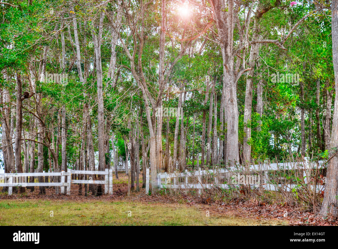 White fence and colorful leaves hi-res stock photography and images - Alamy