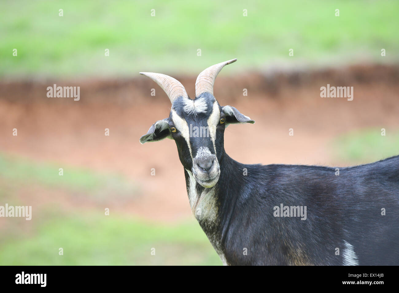 Close up of a black goat on a farm Stock Photo