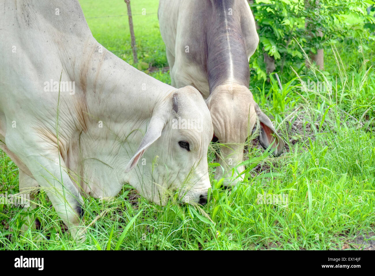 Tow Brahman bulls eating grass at the side of a country road Stock Photo