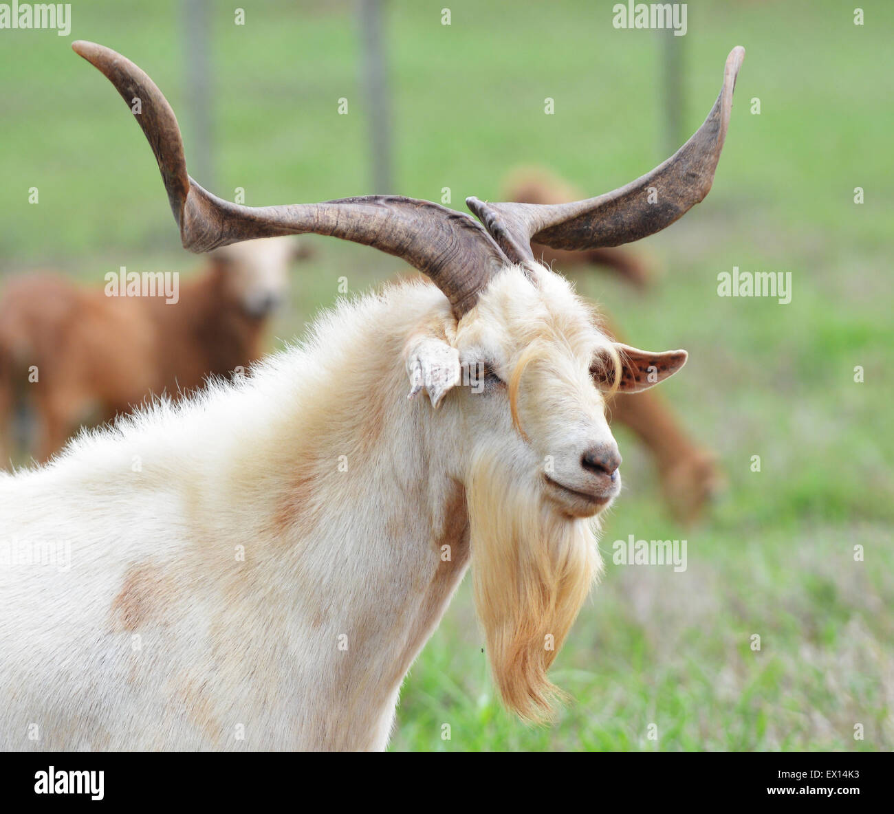 Close up of an old goat in a farm field Stock Photo