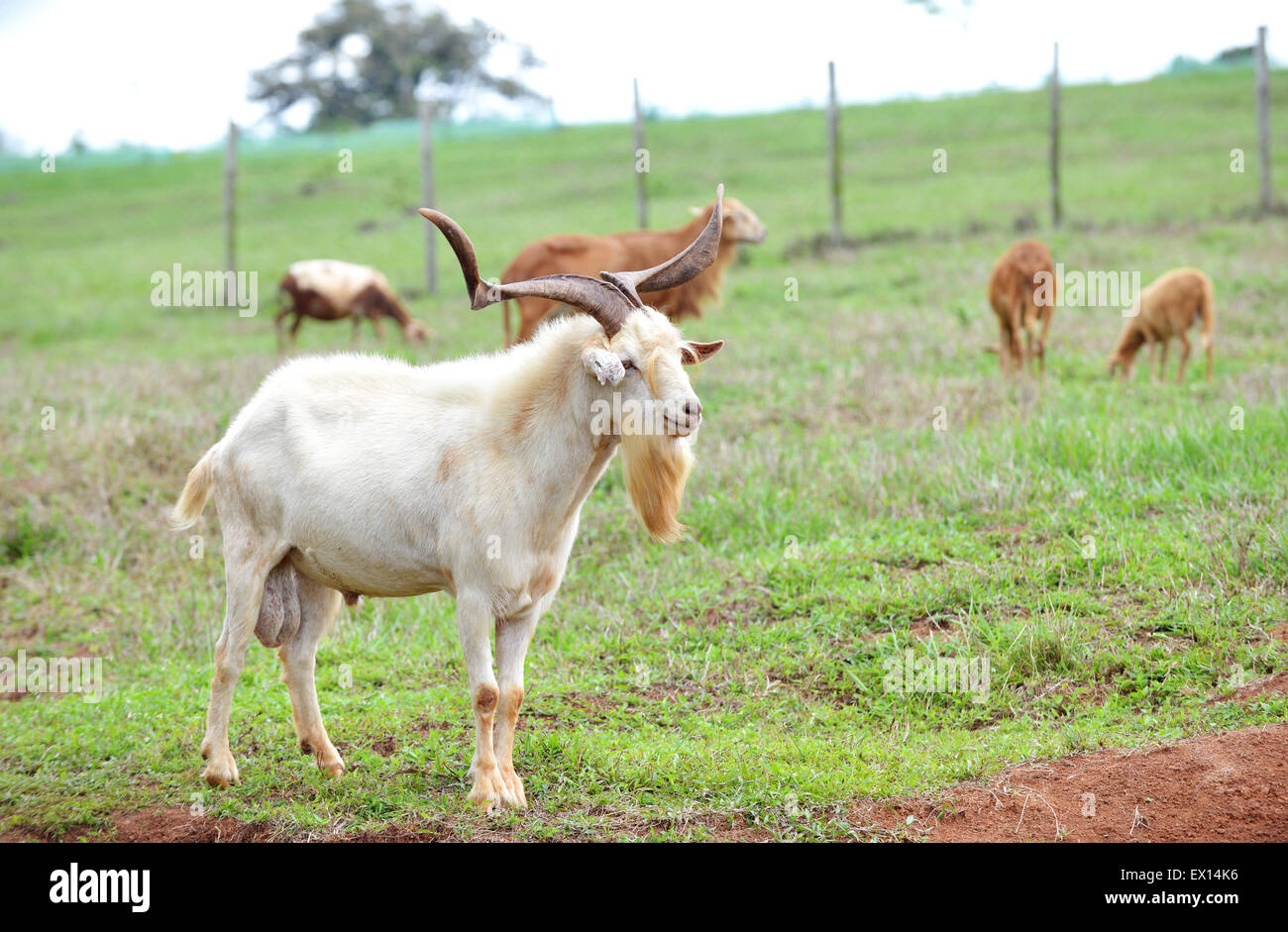 Old Goat with a big set of horns looking after his females Stock Photo