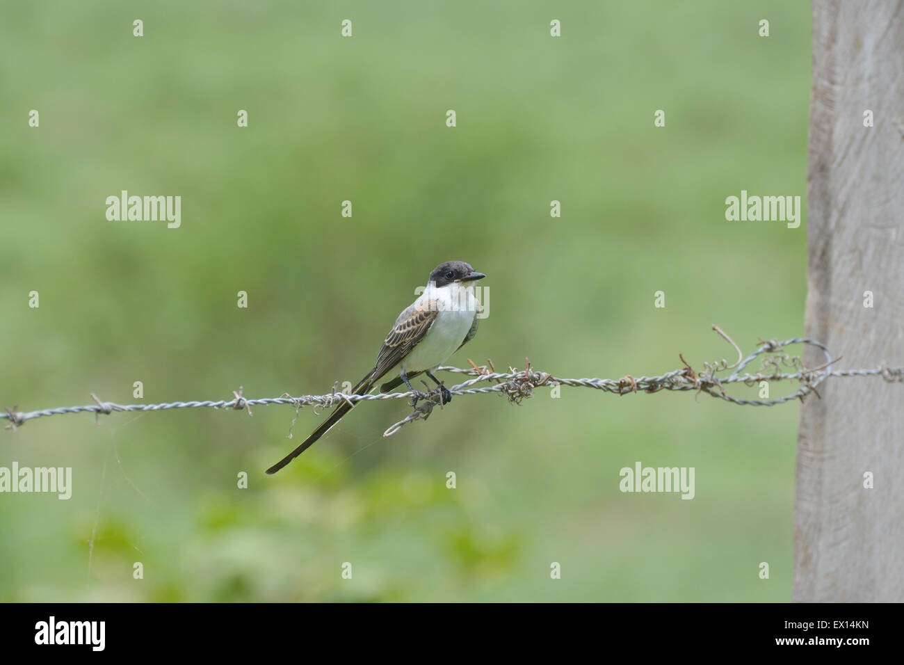Fork-tailed Flycatchers  perched on a barbed wire fence Stock Photo