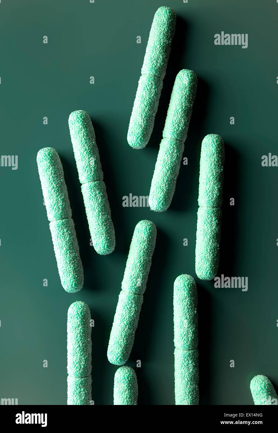 Clostridium botulinum bacteria, illustration. Stock Photo