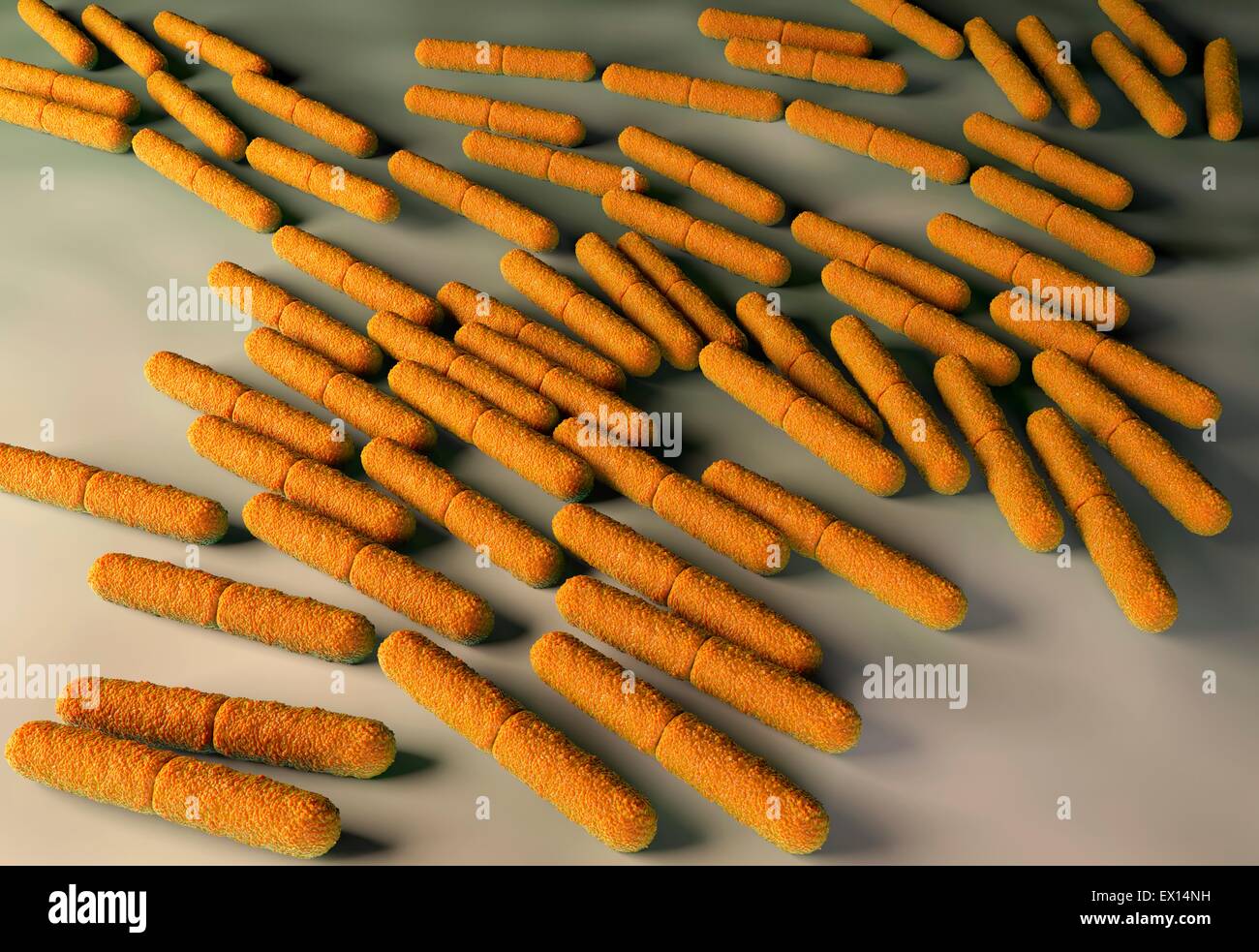 Clostridium botulinum bacteria, illustration. Stock Photo
