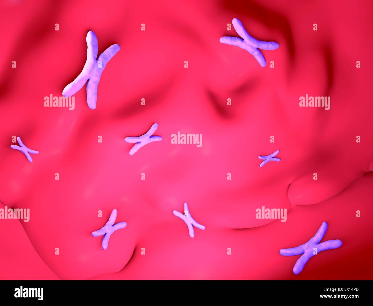 Chromosomes artwork hi-res stock photography and images - Alamy