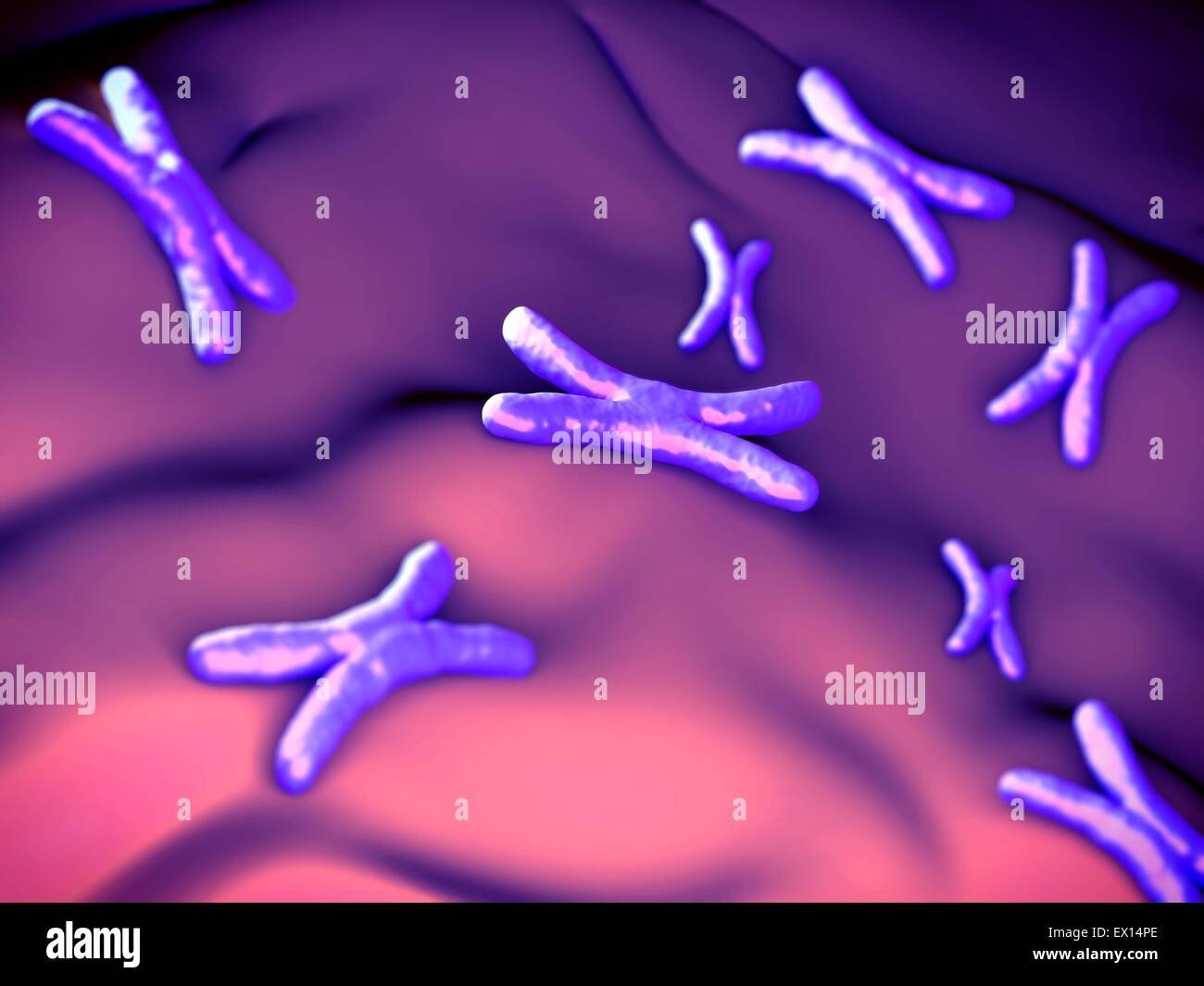 Chromosomes illustration hi-res stock photography and images - Alamy