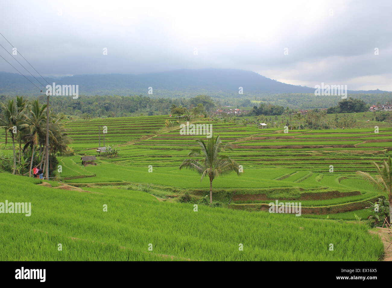 UNESCO site - Jatiluwih rice field, Bali Indonesia Stock Photo