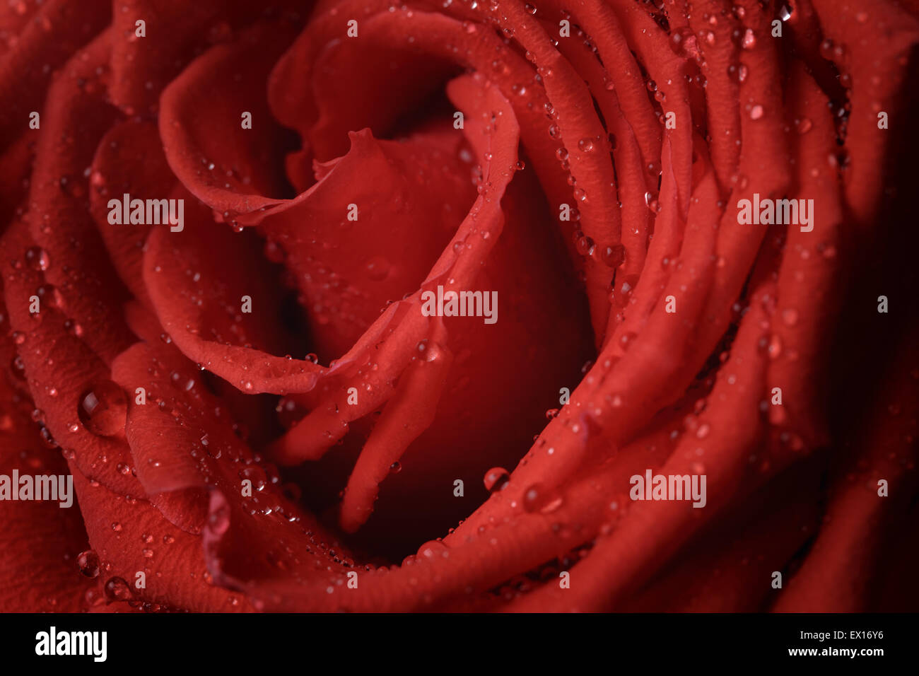 macro photo of red rose with water drops Stock Photo - Alamy