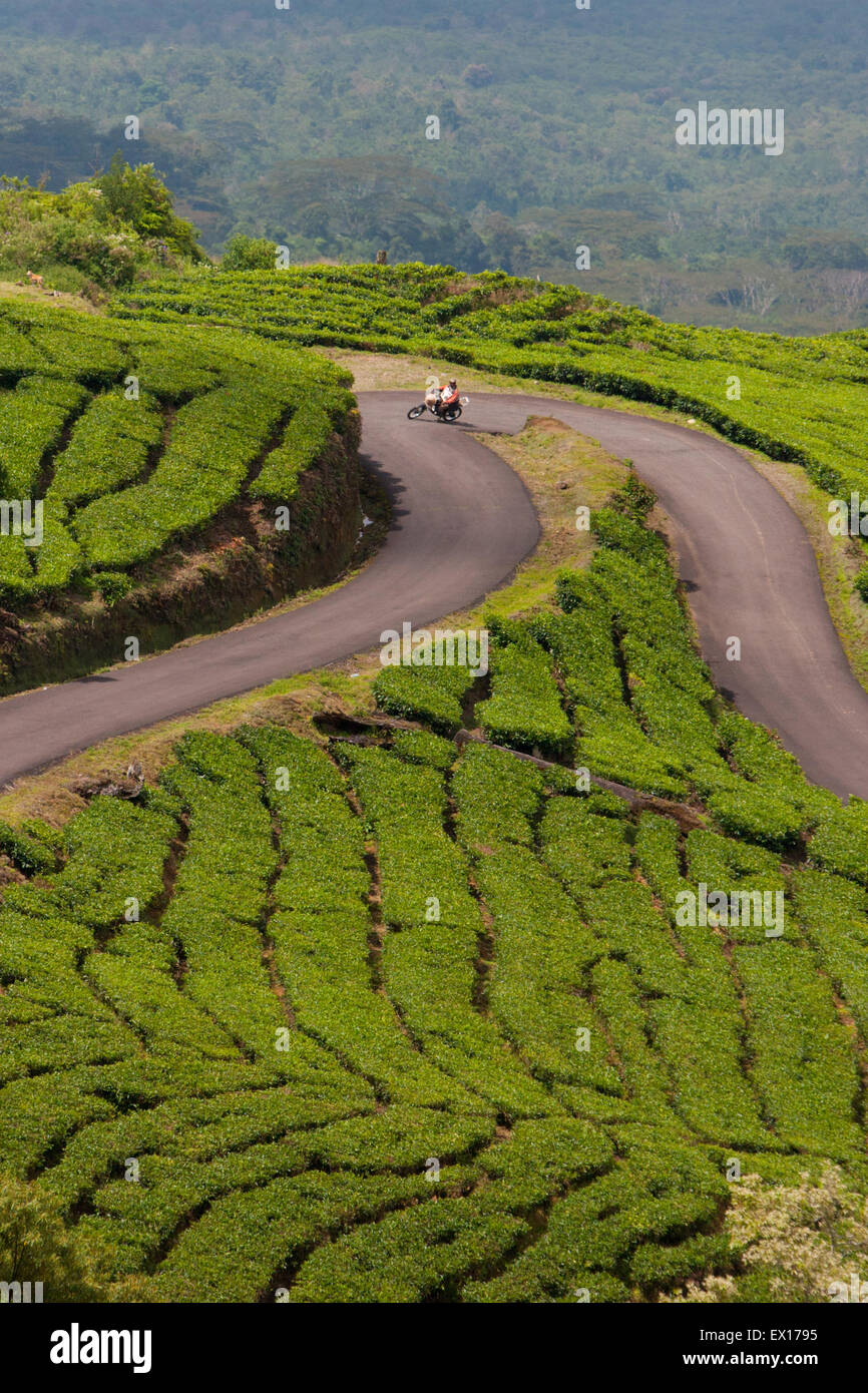 Motorist riding on the road that stretches between tea plantation at the foot of Mount Dempo in Pagar Alam, South Sumatra, Indonesia. Stock Photo