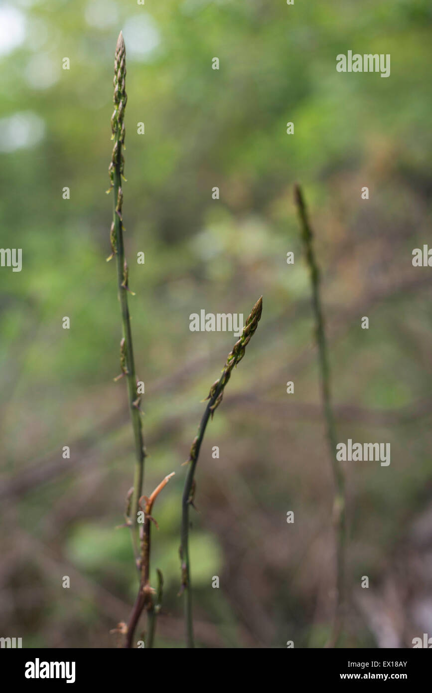 Wild asparagus growing Stock Photo Alamy
