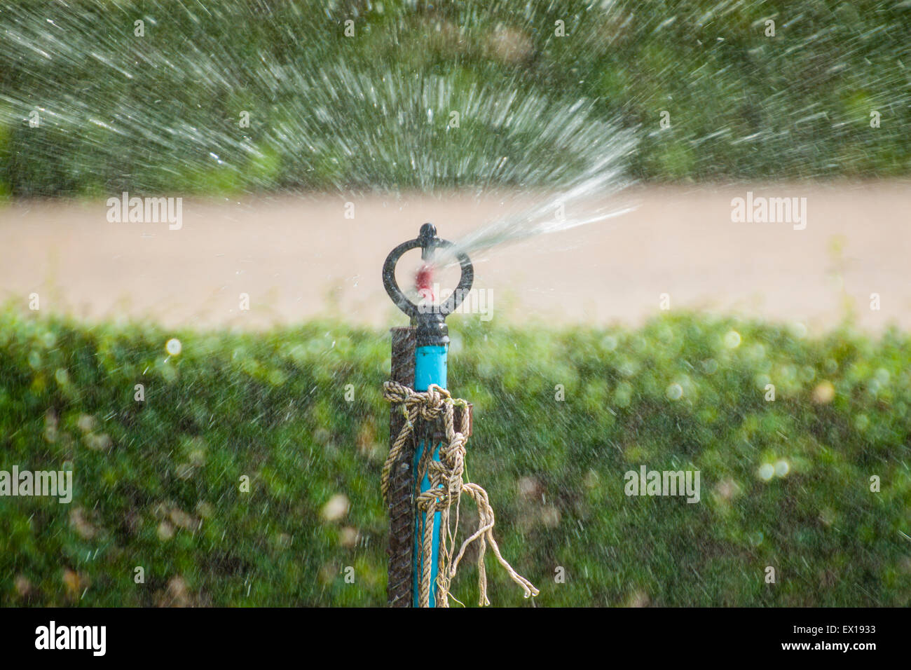 Tree injection hi-res stock photography and images - Alamy