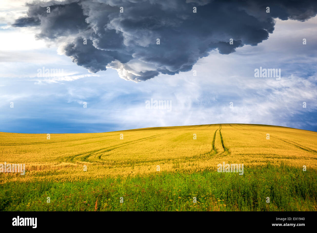 Dark stormy clouds over wheat field Stock Photo - Alamy