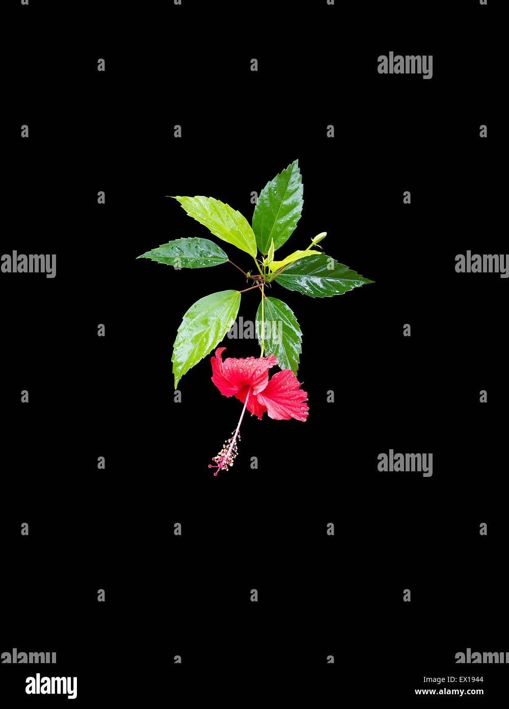 Carmine red hibiscus flower with green leaves isolated on black ...