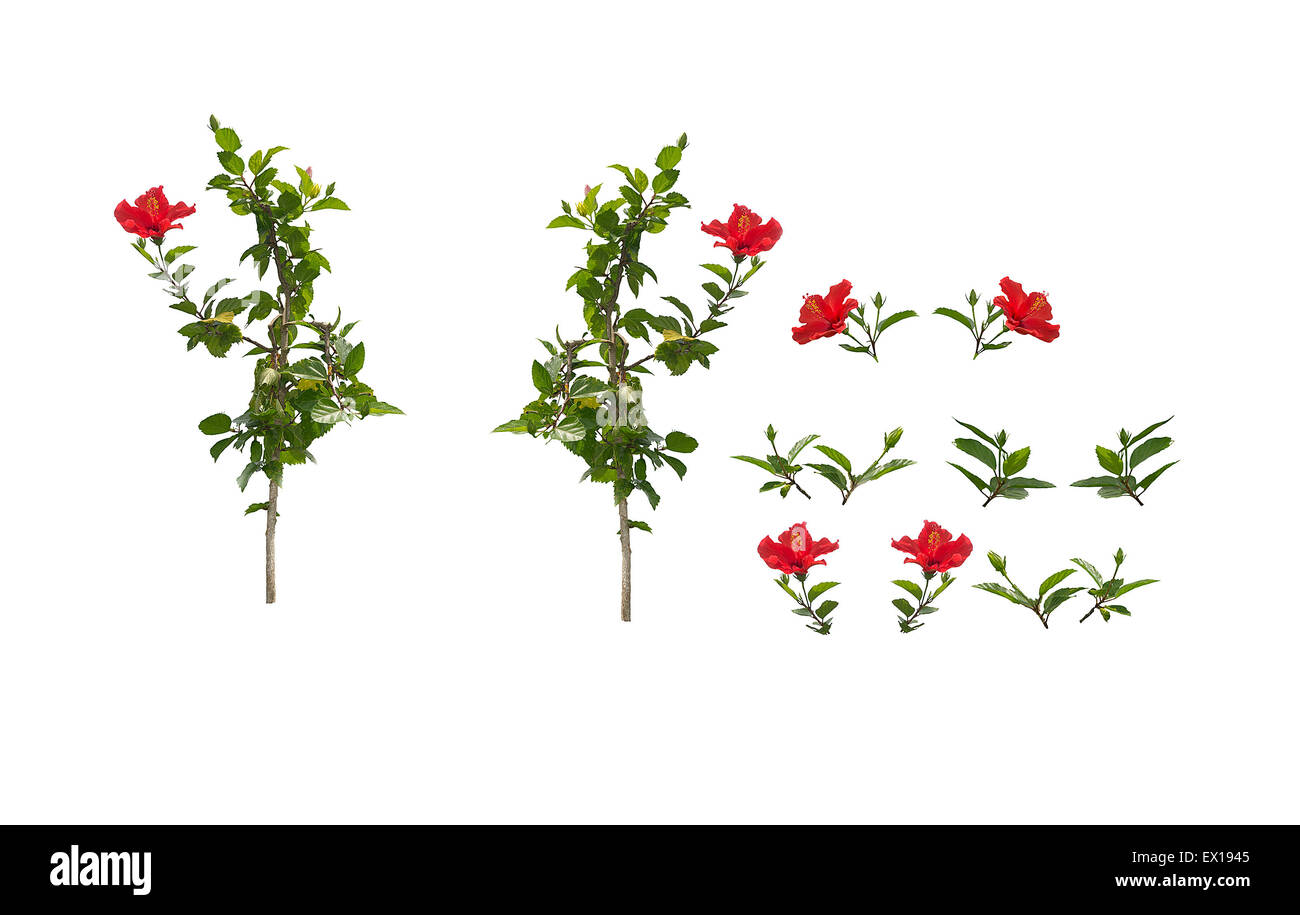 Hibiscus branches and leaves isolated. Red hibiscus flowers with green ...