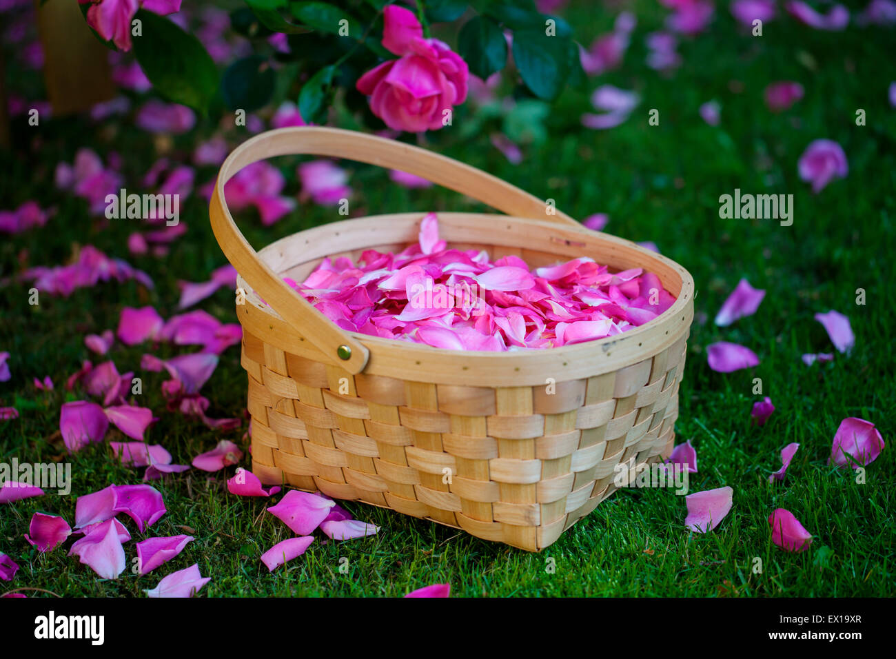 Tea kettle and basket with pink wild roses. Wedding or birthday Stock Photo  by ©ChamilleWhite 76569759