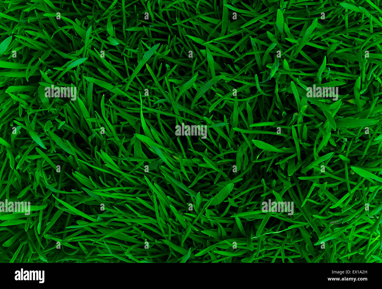 Green grass background Stock Photo - Alamy