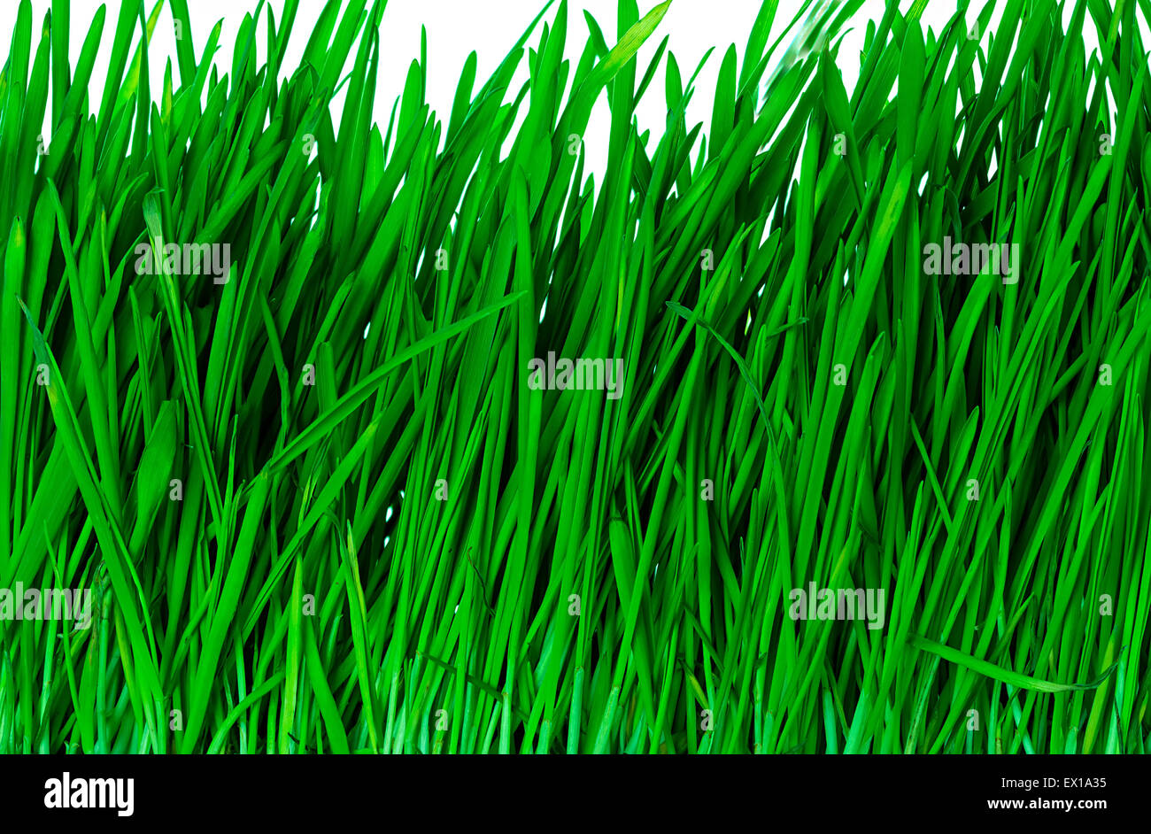 Green grass background Stock Photo - Alamy