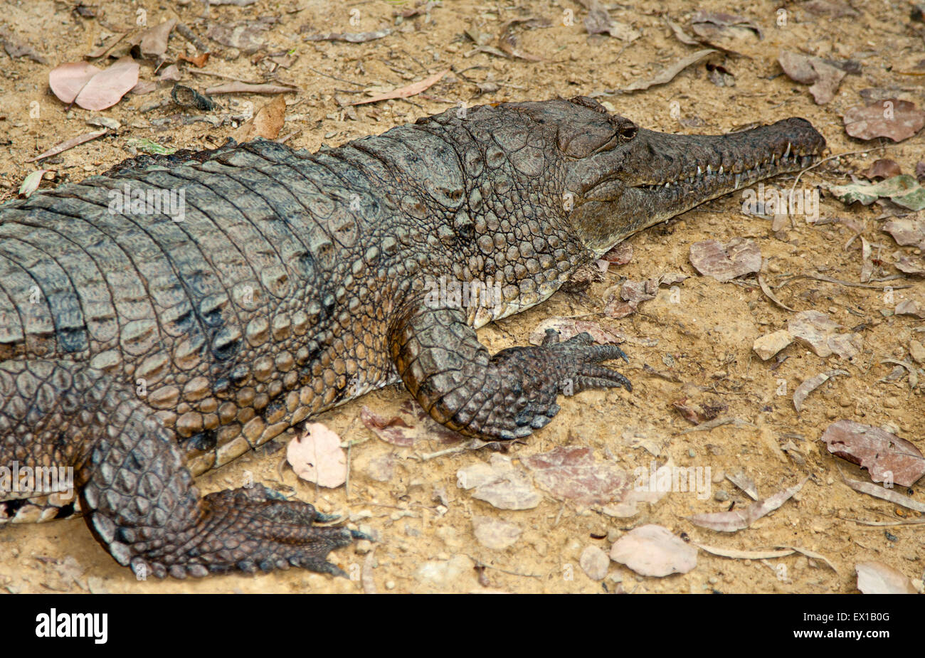 one fresh water crocodile basking in the sun Stock Photo